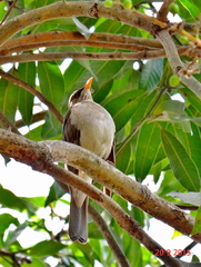 Turdus amaurochalinus