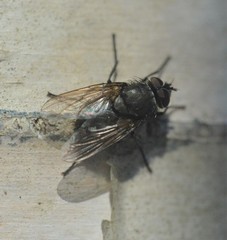 Polleniidae