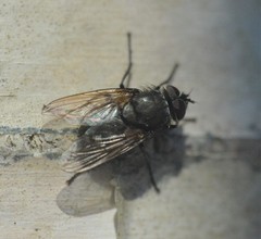 Polleniidae