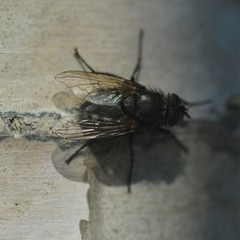 Polleniidae