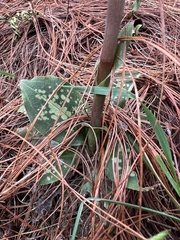Stenorrhynchos albidomaculatum