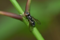 Senopterina foxleei