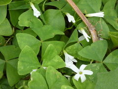 Oxalis triangularis