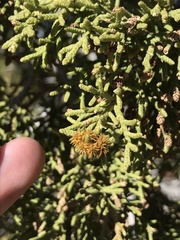 Oligotrophus juniperi