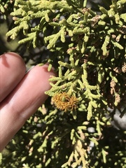 Oligotrophus juniperi