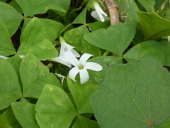 Oxalis triangularis