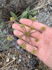 Lomatium howellii