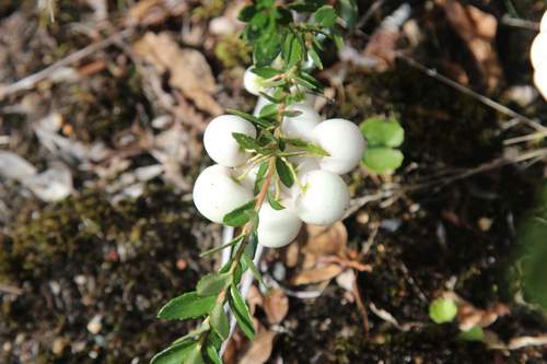Image of Gaultheria poeppigii by (c) Cesar Ormazabal, some rights reserved (CC BY)