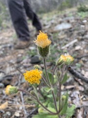 Arnica spathulata