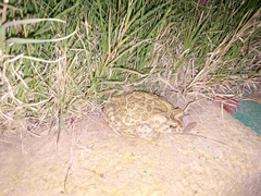 Sclerophrys mauritanica