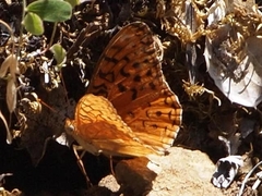 Speyeria adiaste