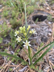 Toxicoscordion micranthum