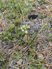 Toxicoscordion micranthum