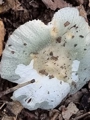 Russula viridis