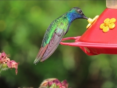 Campylopterus falcatus