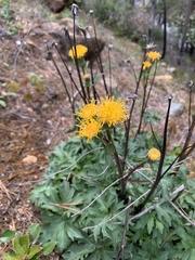 Cacaliopsis nardosmia