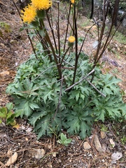 Cacaliopsis nardosmia