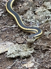 Masticophis lateralis euryxanthus