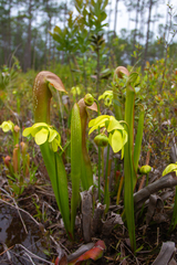 Sarracenia minor minor