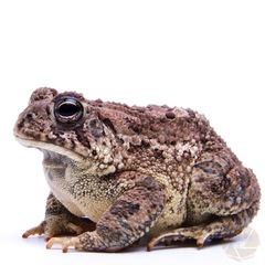 Anaxyrus woodhousii
