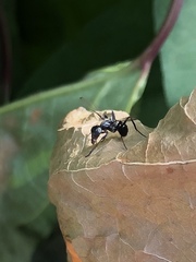 Myrmecothea myrmecoides