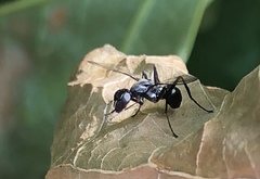 Myrmecothea myrmecoides