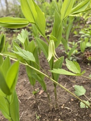 Uvularia floridana