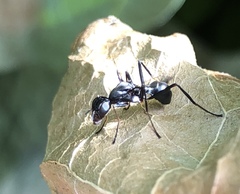 Myrmecothea myrmecoides