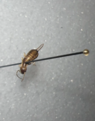 Forficula auricularia