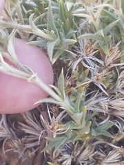 Sabulina nuttallii fragilis