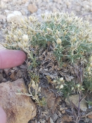 Sabulina nuttallii fragilis