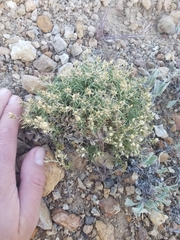 Sabulina nuttallii fragilis