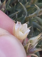 Sabulina nuttallii fragilis