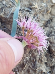 Allium anceps