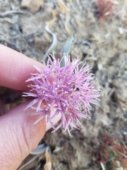 Allium anceps