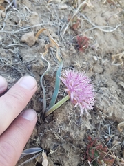 Allium anceps