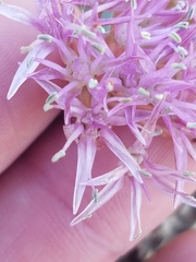 Allium anceps