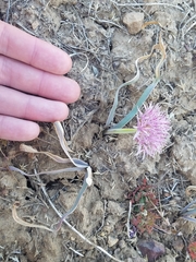 Allium anceps