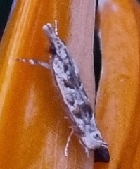 Lepidoptera