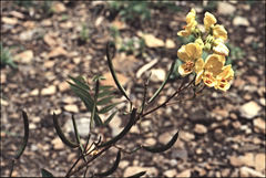 Senna barclayana