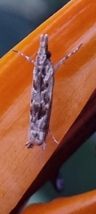 Lepidoptera