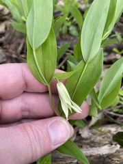 Uvularia floridana