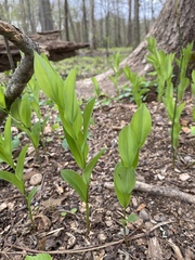 Uvularia floridana