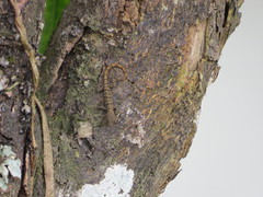 Gonatodes albogularis fuscus