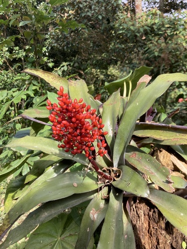 Aechmea miniata, photograph 3