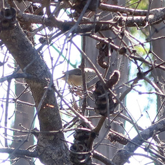 Acanthiza pusilla diemenensis