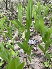Uvularia floridana