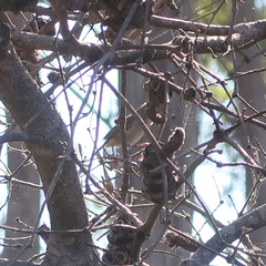 Acanthiza pusilla diemenensis