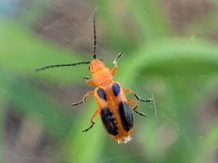 Phyllobrotica sororia