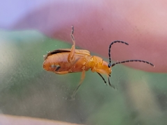 Phyllobrotica sororia
